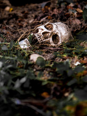 In front of human skull buried in the soil with the roots of the tree on the side. The skull has dirt attached to the skull.concept of death and Halloween