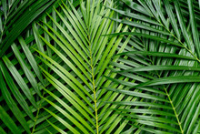 Palm Leaves, Greenery Background