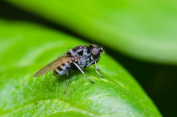 Wall Mural - fruit fly on green leaf. interesting the strange fly.