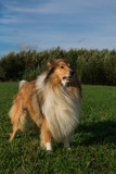 Fototapeta  - Gold rough collie standing at meadow