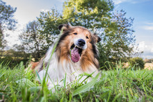 Gold Rough Collie Eating Grass, Funny Face
