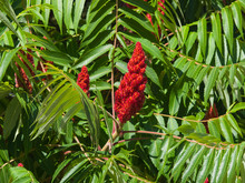 Red Flower With Green Leaves On Blooming Staghorn Sumac, Rhus Typhina, Close-up, Selective Focus, Shallow DOF