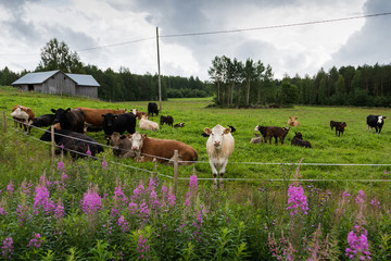 Finnish countryside