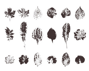 Set with hand made ink stamp leaves. Objects isolated on white. Black and white leaf blots. Monochrome artistic floral collection. Hi detailed texture of forest leaves