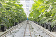© Luis Cerdeira/Stocksy - Hydroponic cucumber production in greenhouse