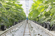 Hydroponic Cucumber Production In Greenhouse