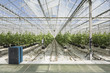 © Luis Cerdeira/Stocksy - Cucumber plants on a greenhouse