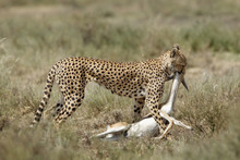 Cheetah With Prey