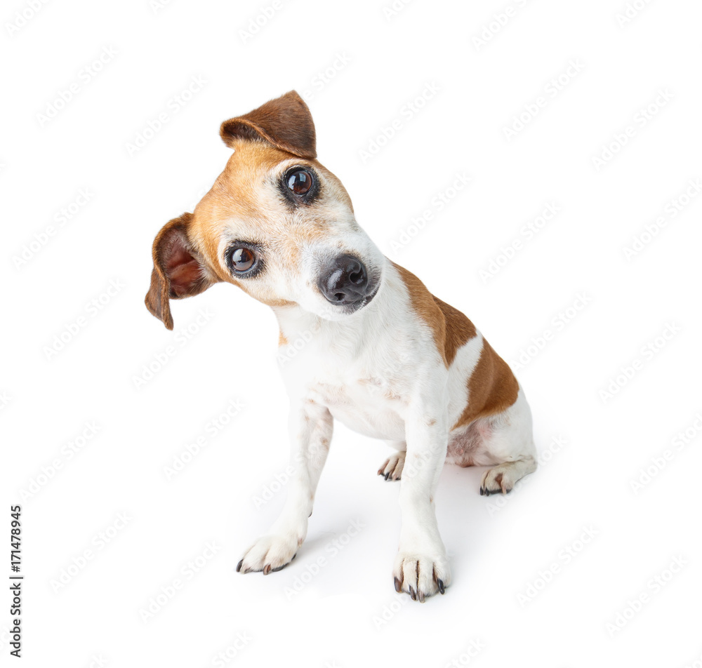 Adorable curious dog sitting on white background. Pet theme. Funny pup - obrazy, fototapety, plakaty 