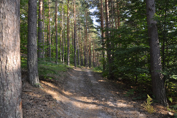 Fototapeta perspektywa drzewa las pejzaż wieś