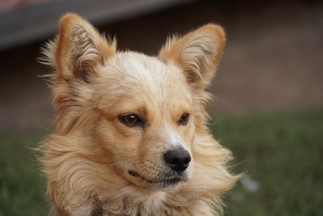 Poster - yellow dog portrait, close up