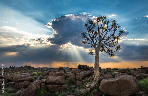 Fotografía The quiver tree, or aloe dichotoma, Keetmanshoop, Namibia
