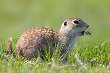 Close Up Portrait Of Ground Squirrel On Blurred Background