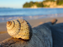 A Spiral Shell Sits On A Log / Driftwood On A Tropical Beach In New Zealand At Sunset