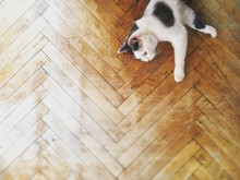 Black And White Cat On Wood Floor