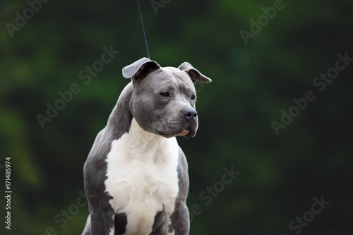 88+ American Staffordshire Terrier Blue