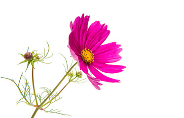 flower of the cosmos isolated