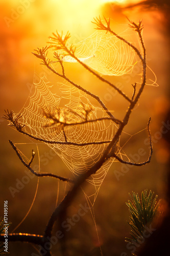 Fototapeta cobwebs at sunrise in a pine forest