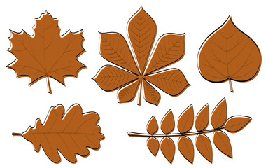 Wall Mural - collection of hand drawn leaves isolated on white background. vector.