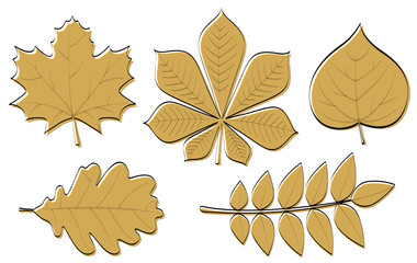 Wall Mural - collection of hand drawn leaves isolated on white background. vector.