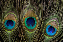 Three Peacock Feathers