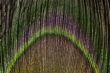 Close-up Of A Peacock Feather