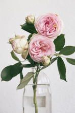 Pink Roses In A Jar On White Background