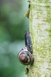 © Marcel/Stocksy - Snail on birch