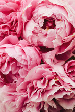 Background Of Large Pink Peonies In A Garden