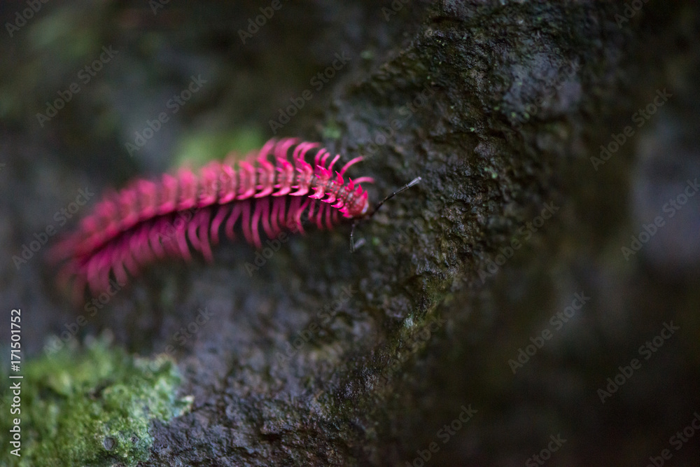 Extreme macro of the Shocking Pink Dragon Millipede (Desmoxytes