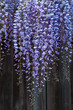 © Phillips Visuals/Stocksy - Wisteria hanging down a garden fence