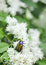 Purple And Green Rose Chafer (Cetonia Aurata) Beetle On Privet Flower, Macro