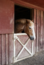 Horse In Red Barn