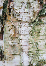 Detail Of Paper Birch Tree Bark (Betula Papyrifera). Norfolk, UK.