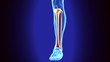 © PIC4U - 3D Illustration of Human Skeleton Tibia and Fibula Bones