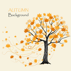autumn maple tree