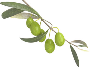 fresh olive tree branch isolated on white
