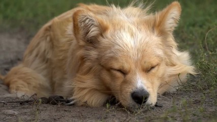 Poster - Yellow dog is sleeping portrait, close up