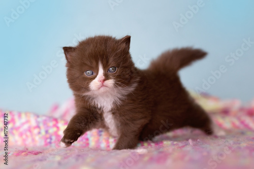 Britisch Kurzhaar Kitten In Chocolate White Bicolor Buy