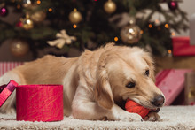 Golden Retriever Dog At Christmas Eve