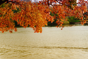 Wall Mural - branches with autumn leaves above the water