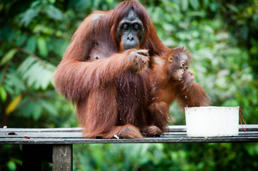 Orangutan and her baby