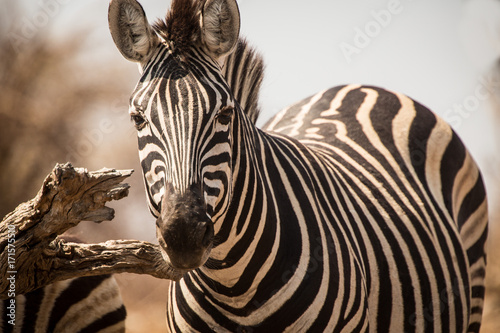 Plakat Zebras, Chobe National Park, Botswana