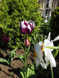 Kwiaty - Tulipan