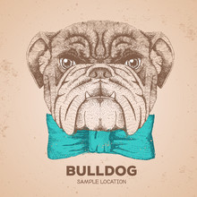 Hipster Animal Bulldog. Hand Drawing Muzzle Of Animal Dog