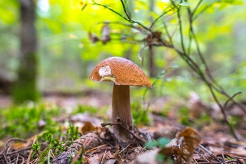 Poster - white edible mushroom boletus close-up on nature background