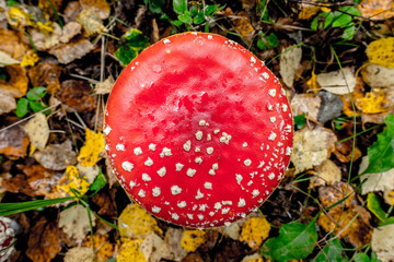 Sticker - red amanita close-up on a nature background