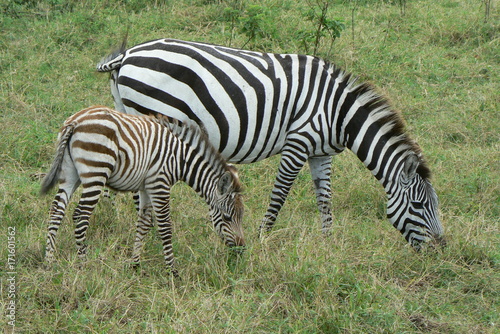 Plakat Zebra w Afryce