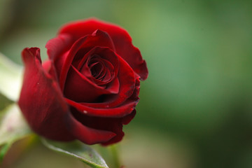 Bud of a red rose growing in the garden, close-up. Background.