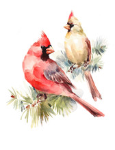 Male And Female Cardinals Sitting On The Pine Branch Two Birds Watercolor Hand Painted Christmas Greeting Card Illustration